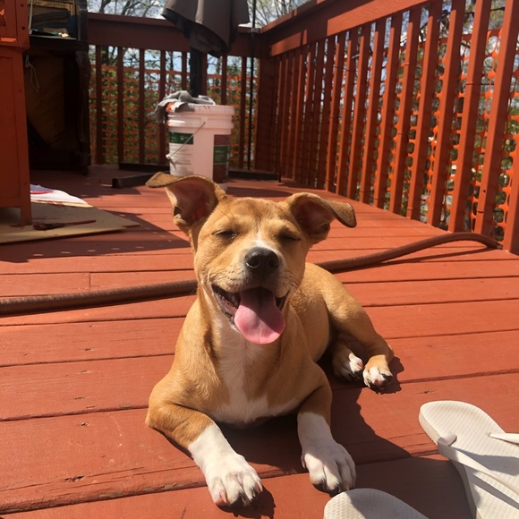 Meet your Posher, Jay - Picture 4 of 4